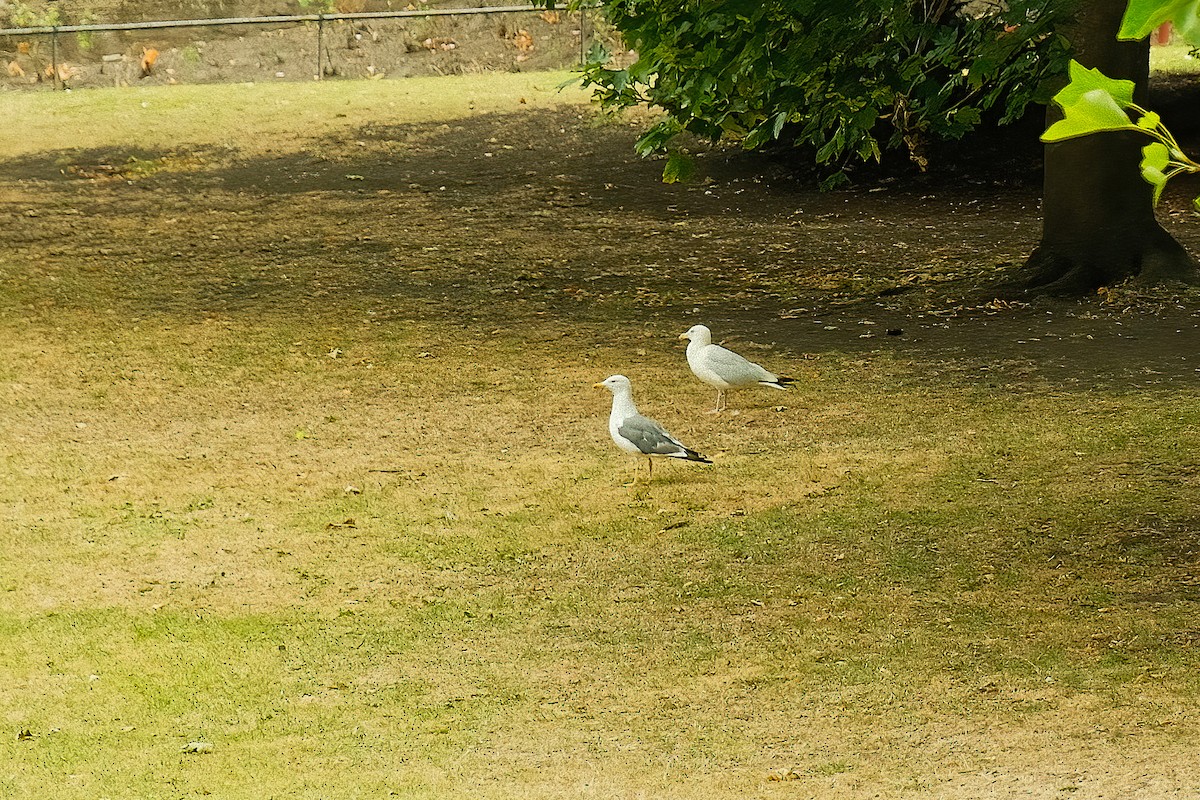 European Herring Gull - ML642818877