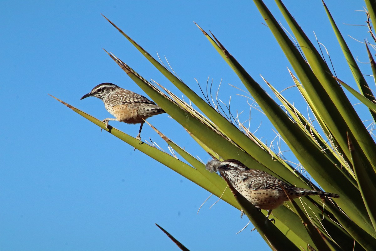 Cactus Wren - ML642818878