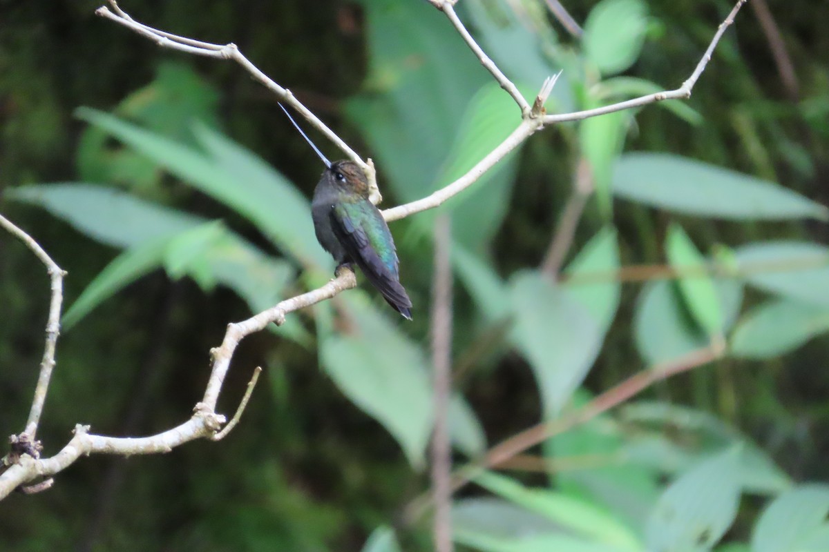 Green-fronted Lancebill - ML642818879
