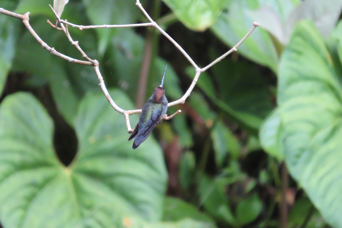 Green-fronted Lancebill - ML642818880