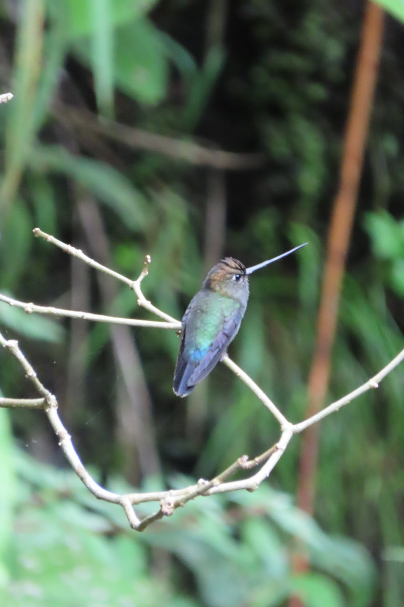 Green-fronted Lancebill - ML642818881