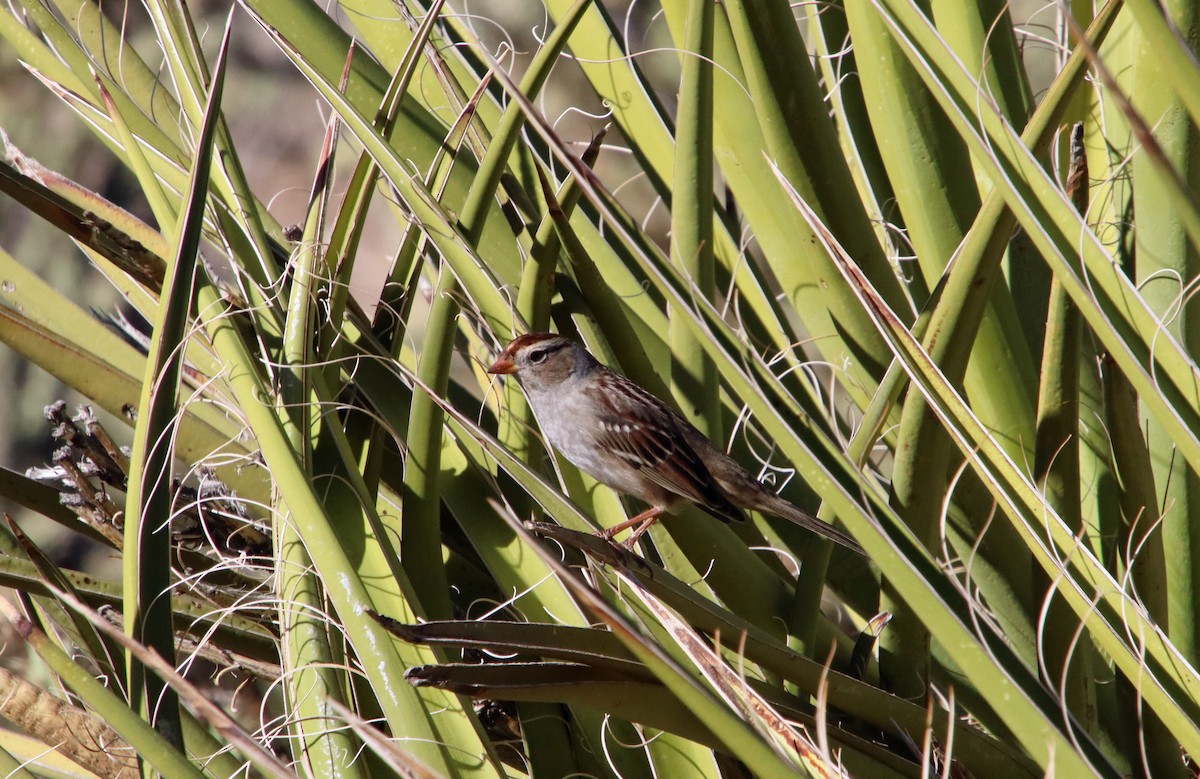 White-crowned Sparrow - ML642818894