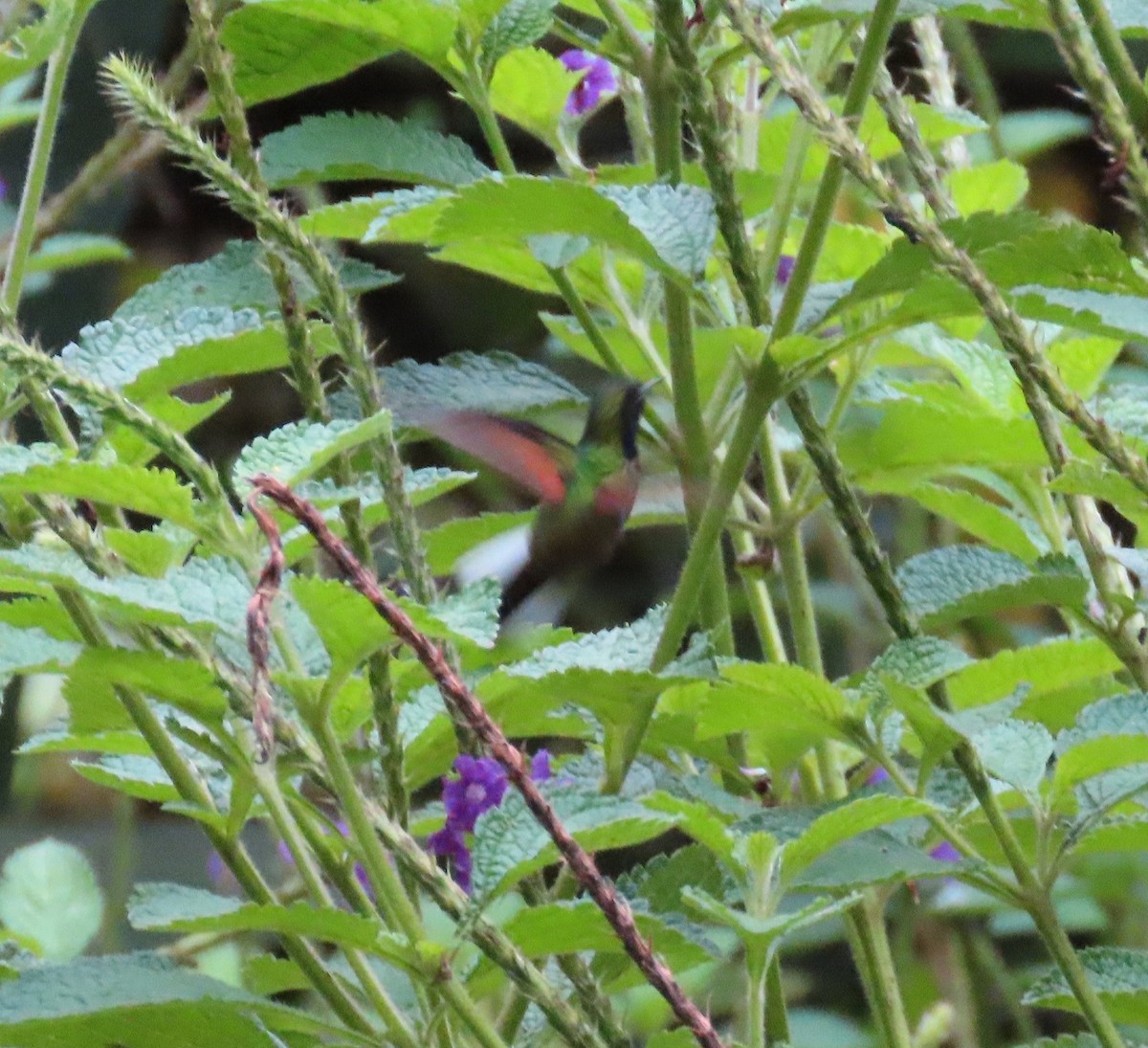 Black-bellied Hummingbird - ML642818896