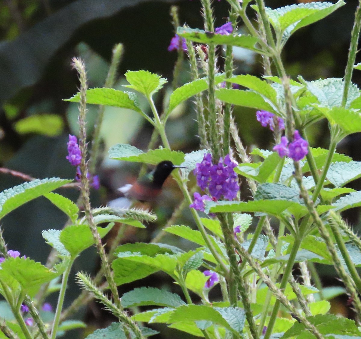 Black-bellied Hummingbird - ML642818897