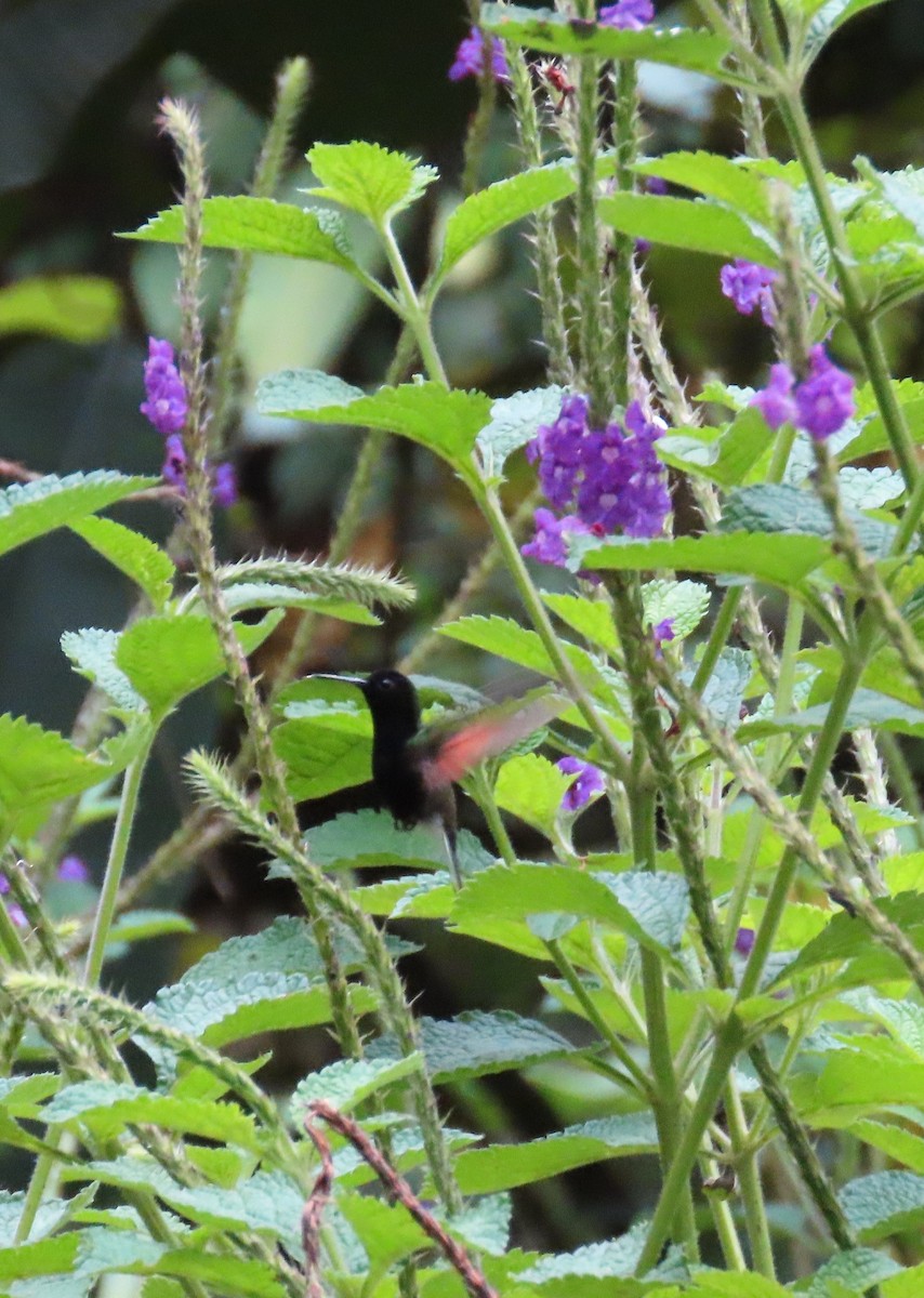 Black-bellied Hummingbird - ML642818898