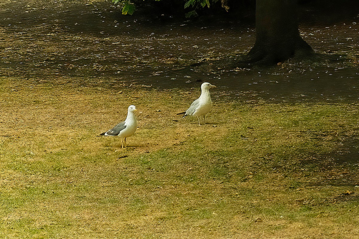 Lesser Black-backed Gull - ML642818905