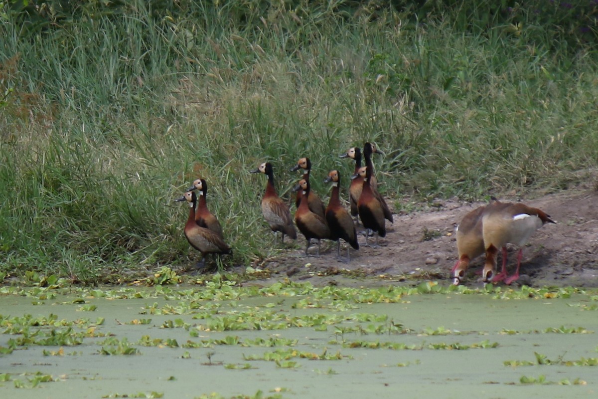 White-faced Whistling-Duck - ML642818914