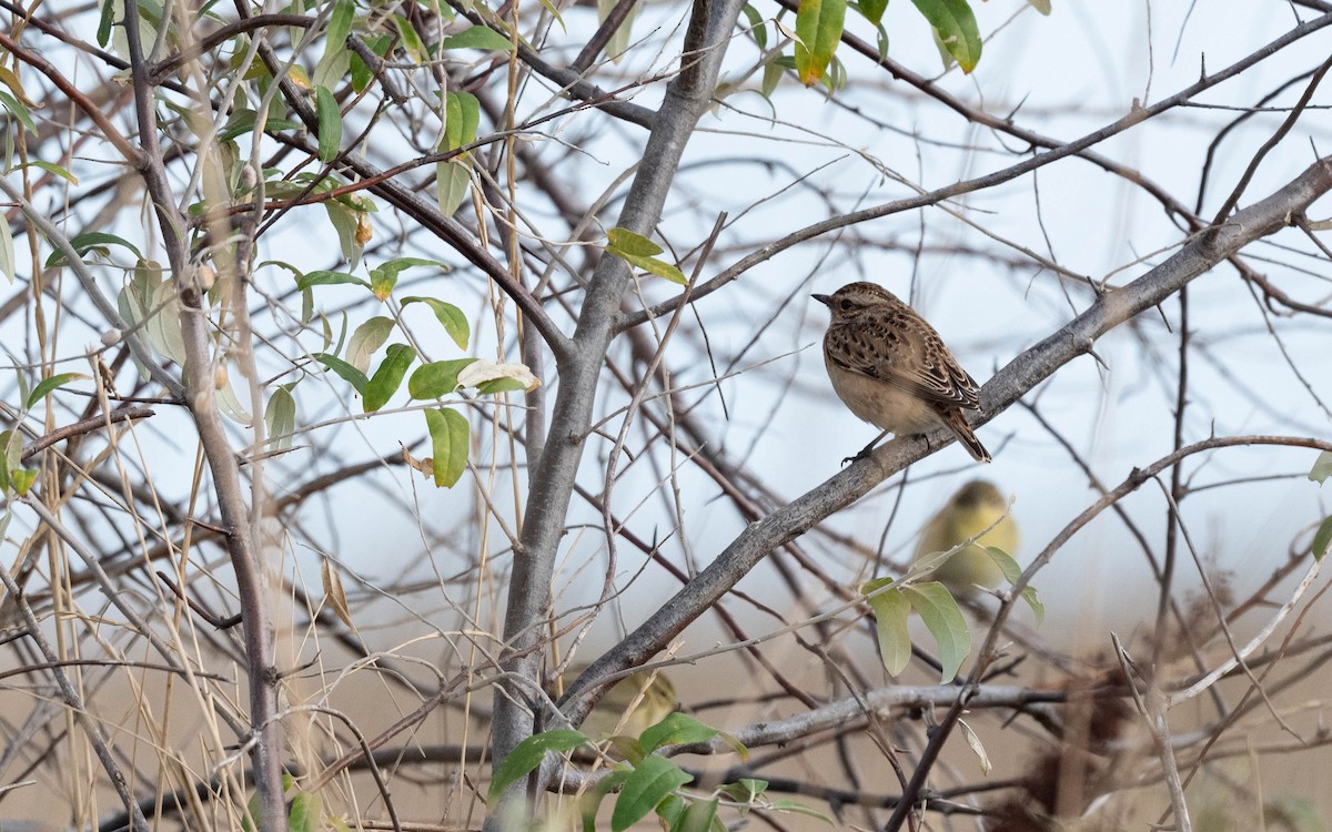 Whinchat - ML642818933