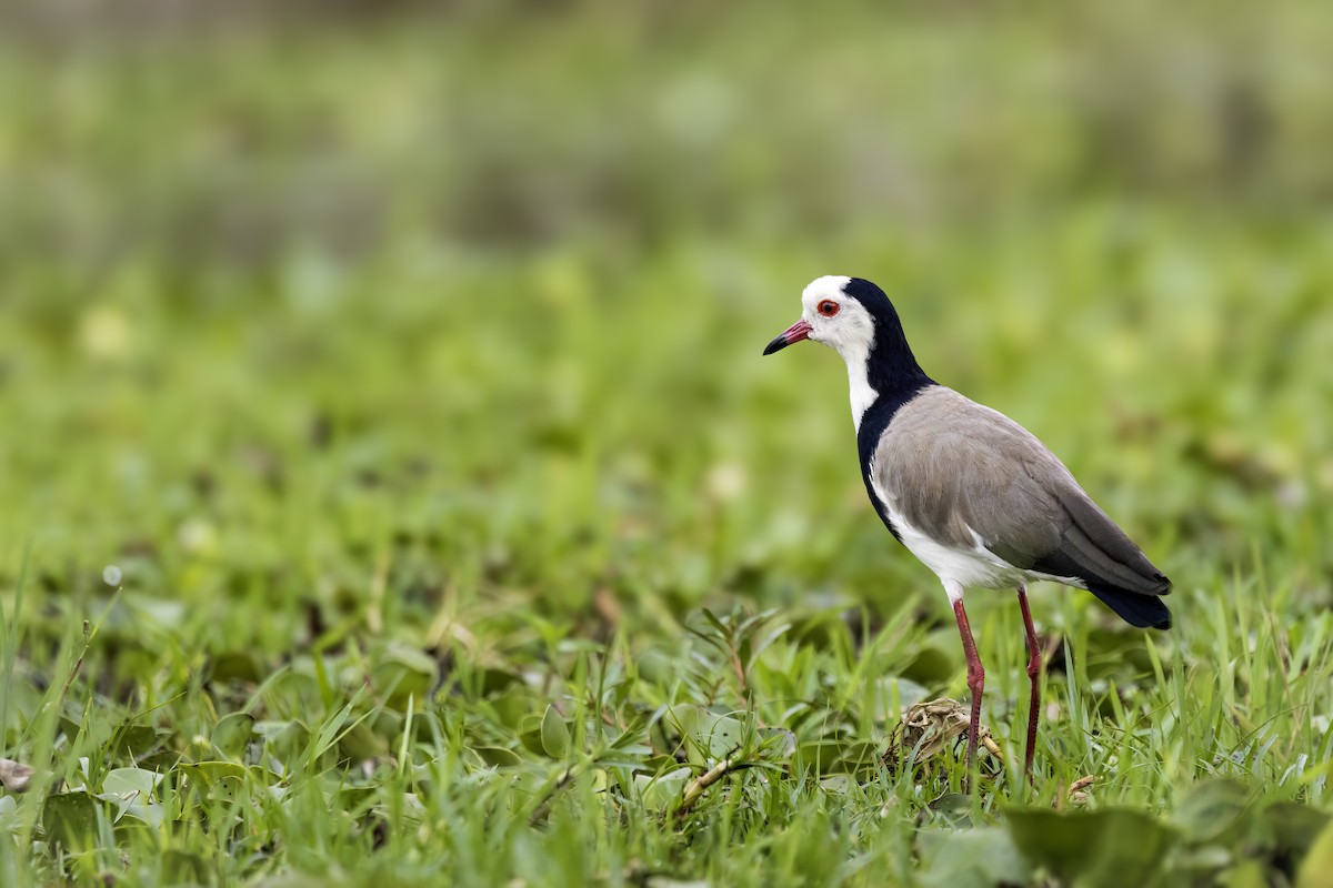 Long-toed Lapwing - ML642818938