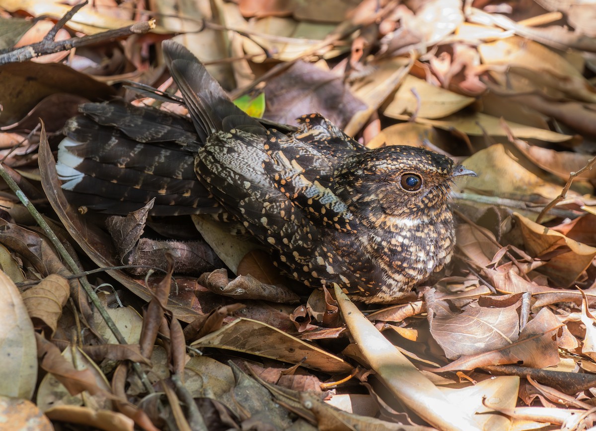 sotnattravn - ML642818963