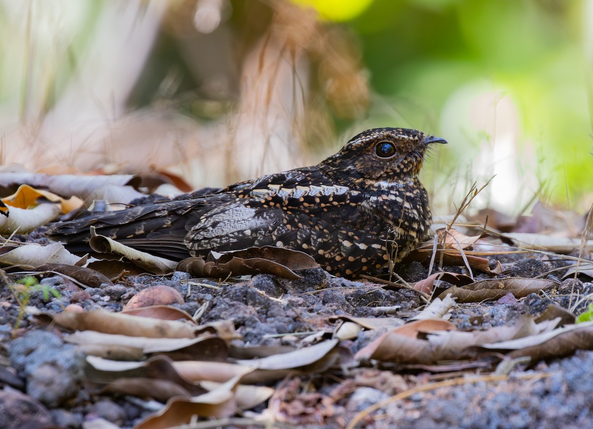 sotnattravn - ML642818964