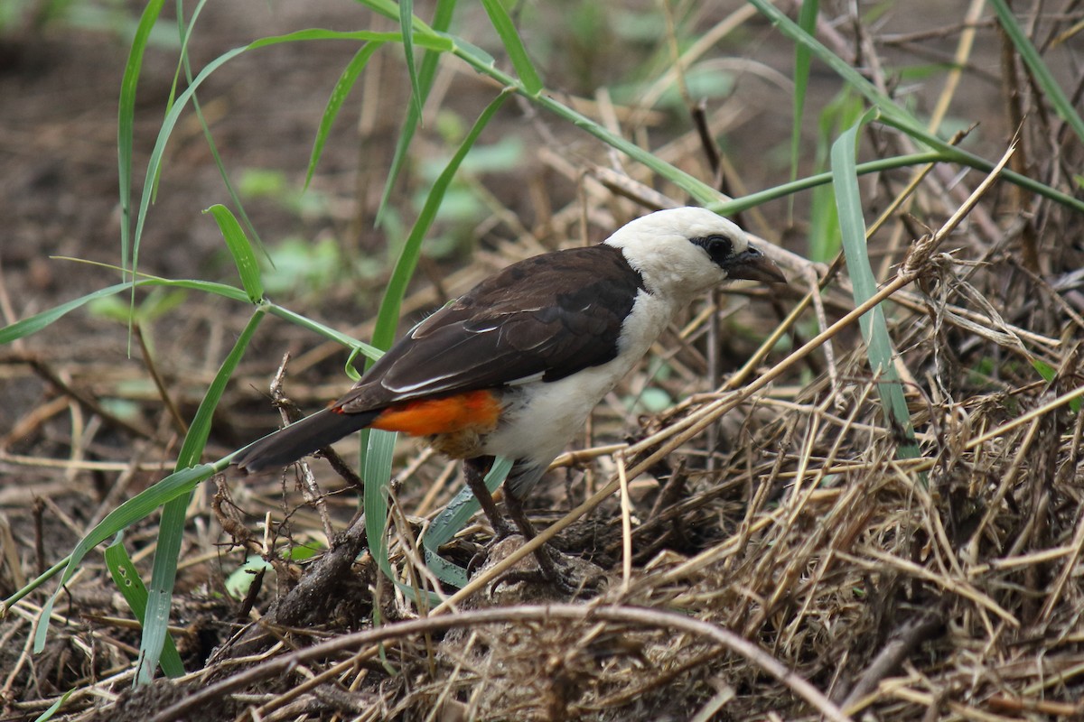 White-headed Buffalo-Weaver - ML642818965