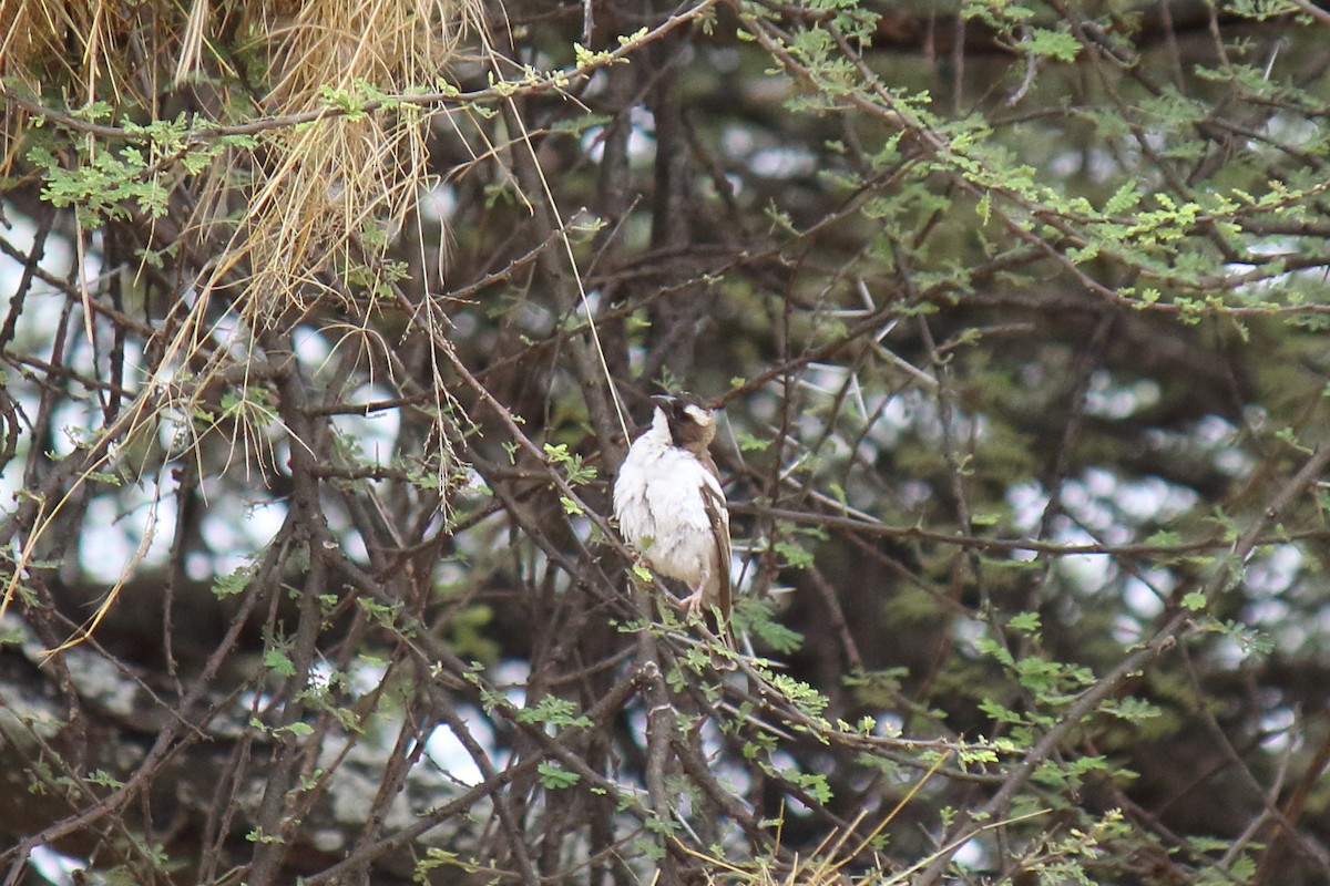 White-browed Sparrow-Weaver - ML642818967
