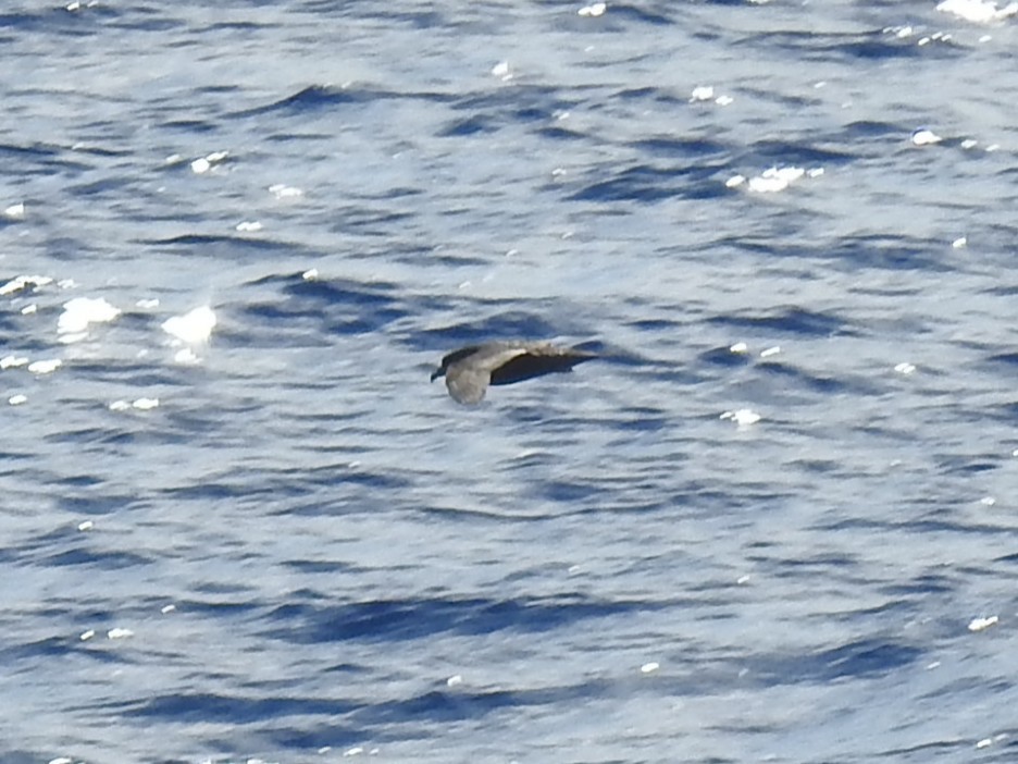 Murphy's Petrel - ML642818993