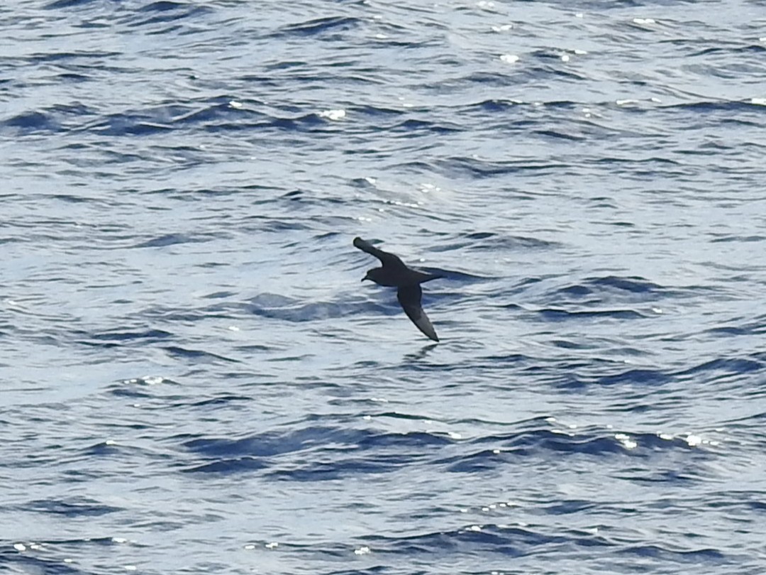 Murphy's Petrel - ML642818994