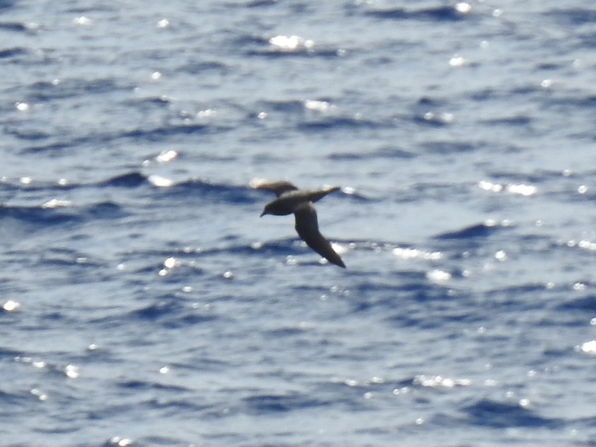 Murphy's Petrel - ML642818995