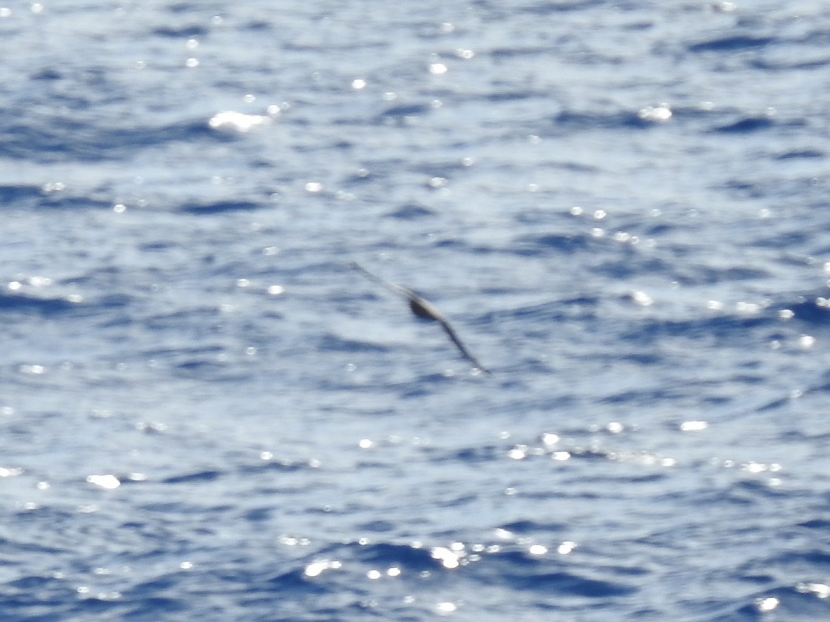 Murphy's Petrel - ML642818996