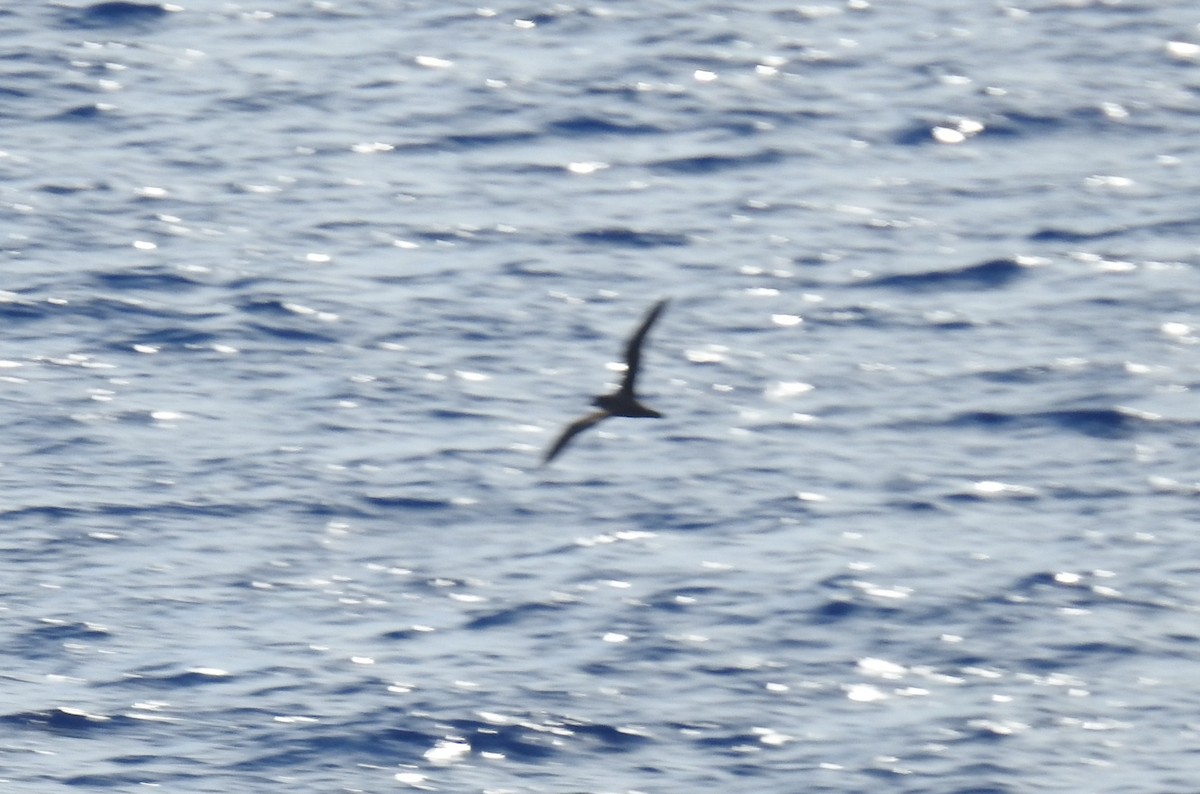 Murphy's Petrel - ML642818997