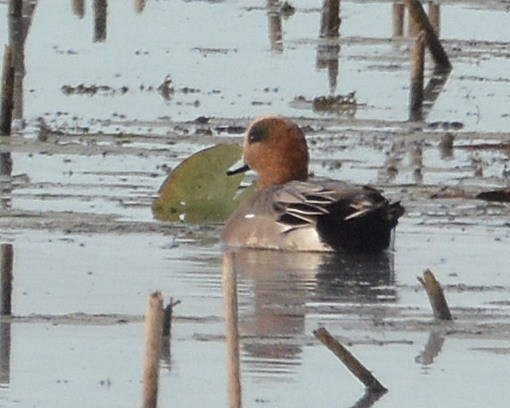 Eurasian x American Wigeon (hybrid) - ML642819004