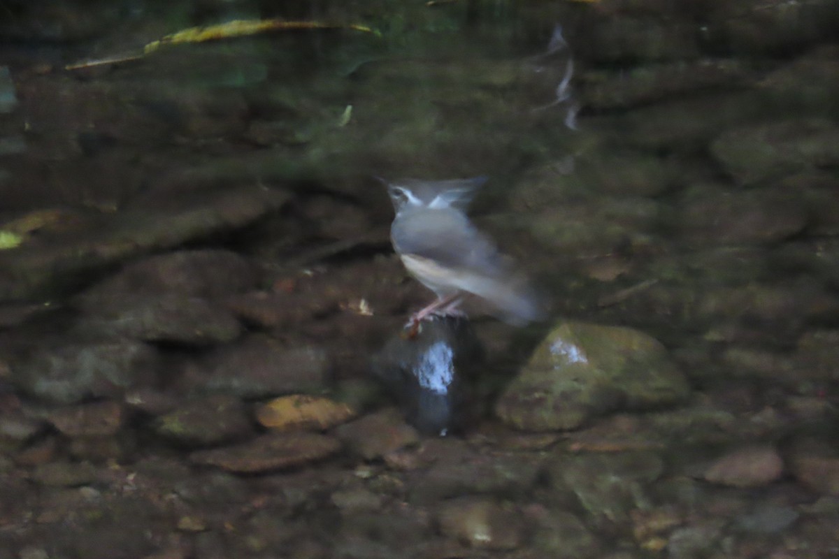 Louisiana Waterthrush - ML642819005