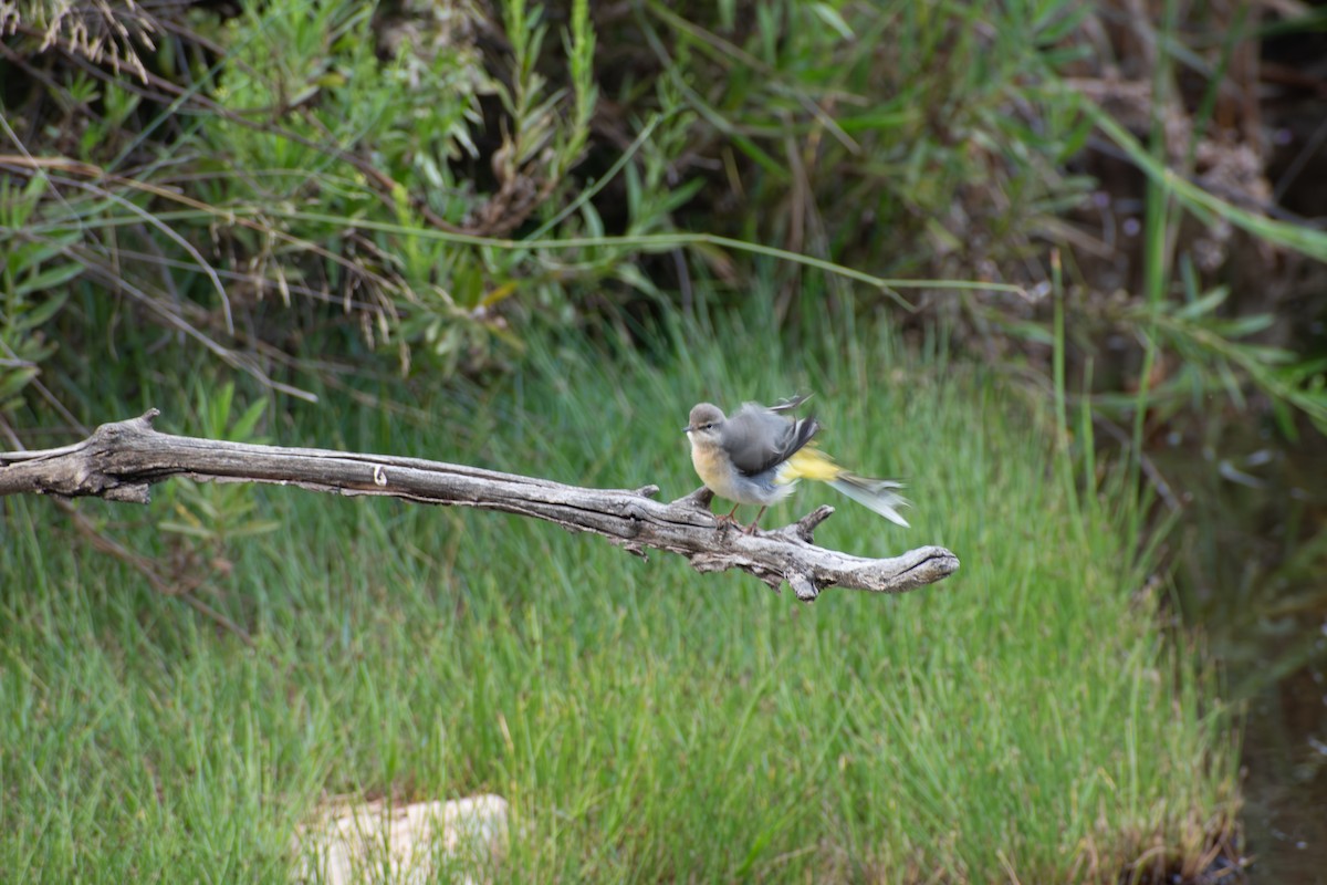 Gray Wagtail - ML642819013