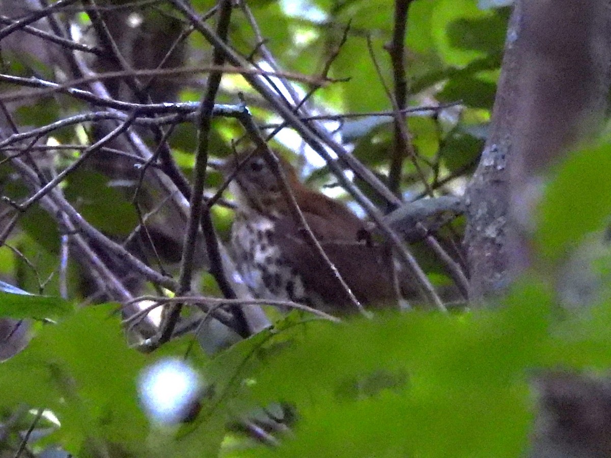 Wood Thrush - ML642819024