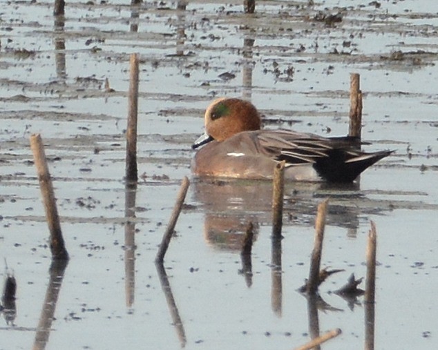 Eurasian x American Wigeon (hybrid) - ML642819026