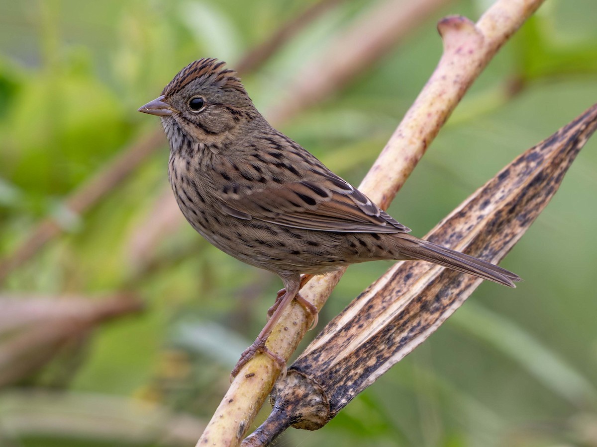 Lincoln's Sparrow - ML642819029