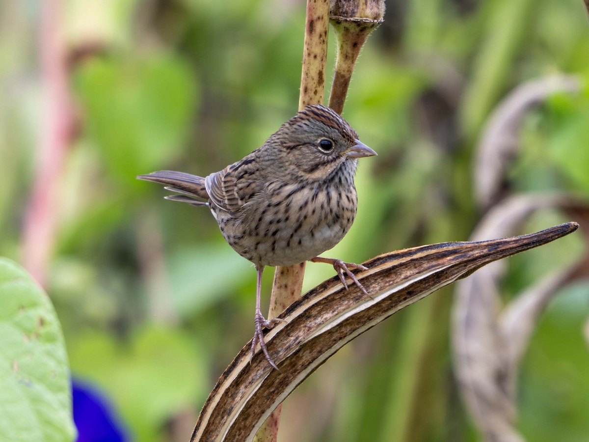 Lincoln's Sparrow - ML642819030