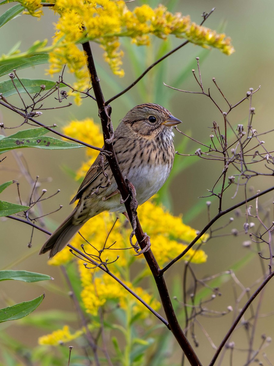 Lincoln's Sparrow - ML642819031