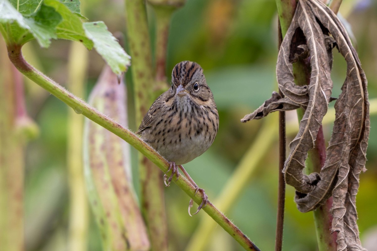 Lincoln's Sparrow - ML642819032