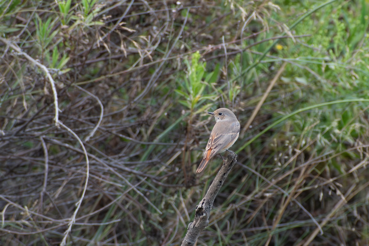Common Redstart - ML642819033