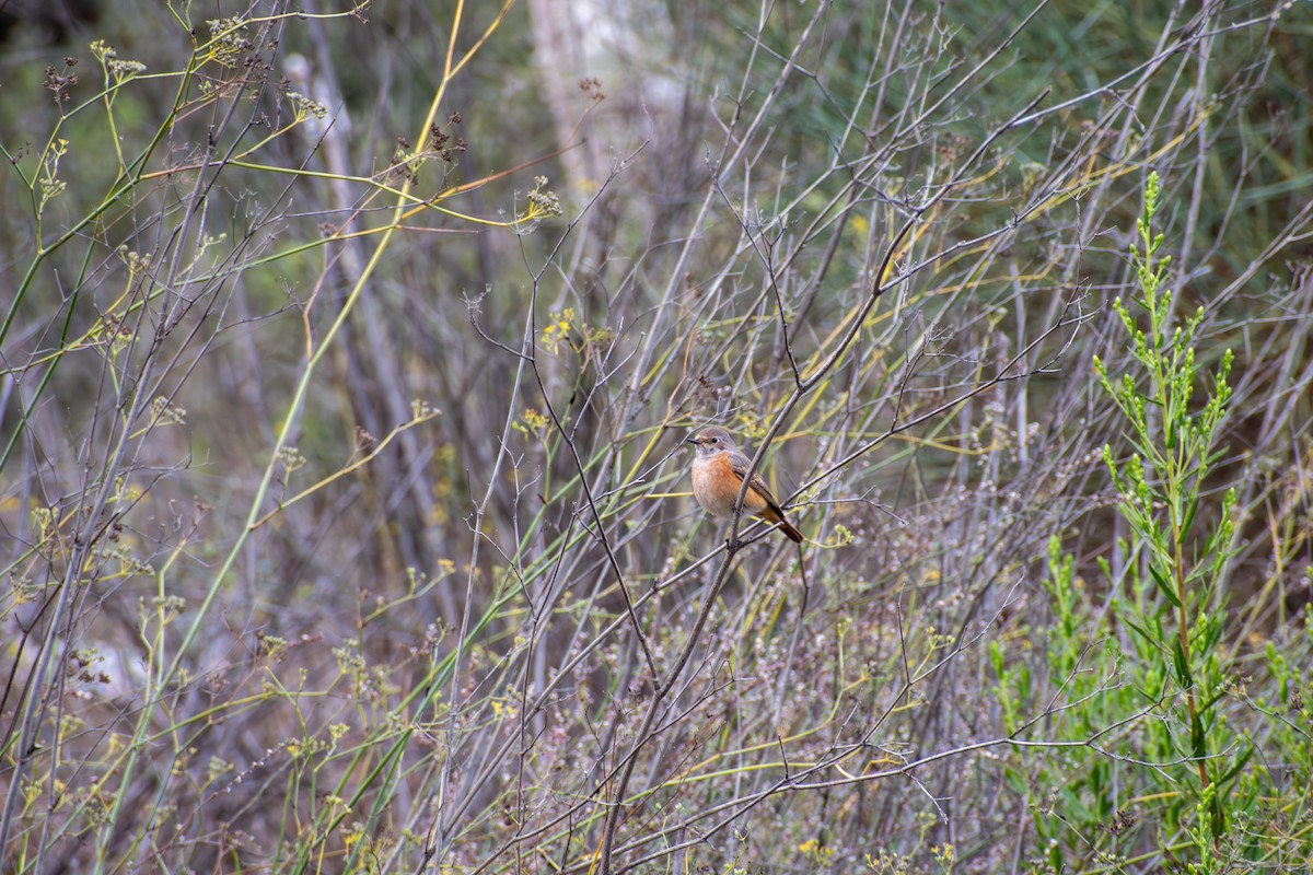 Common Redstart - ML642819034