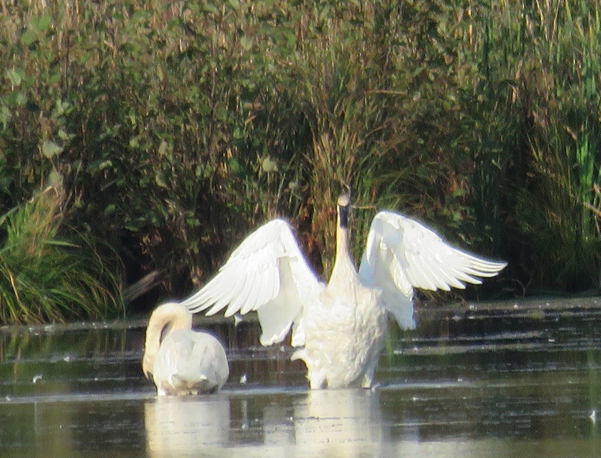 Trumpeter Swan - ML642819038