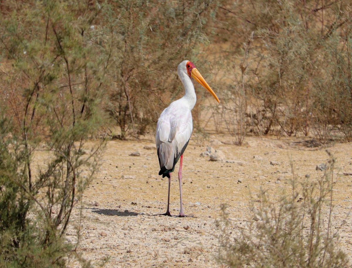 Tantale ibis - ML642819040