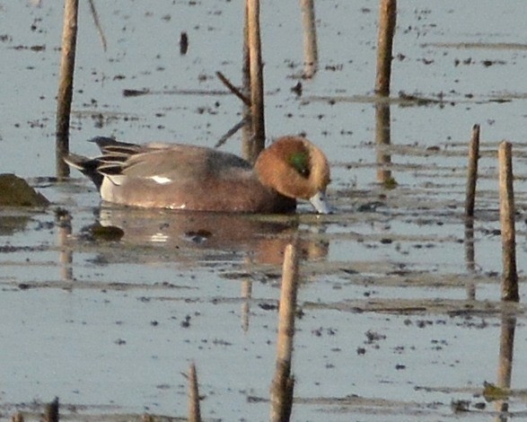 Eurasian x American Wigeon (hybrid) - ML642819041
