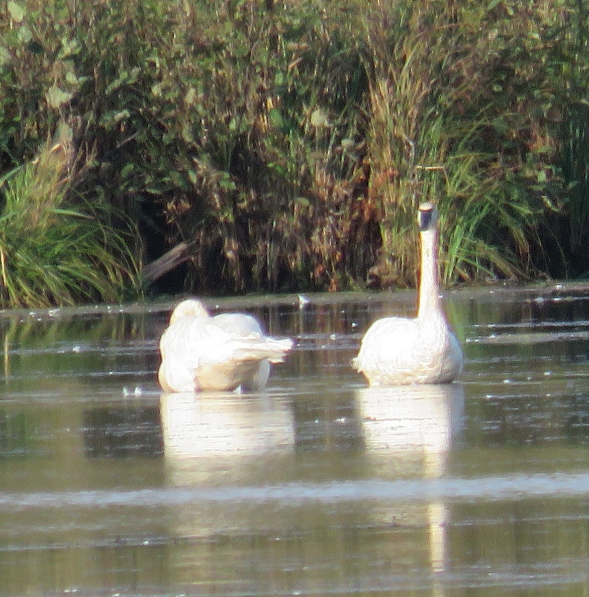 Trumpeter Swan - ML642819042