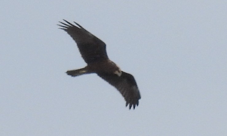 Falco di palude - ML642819043