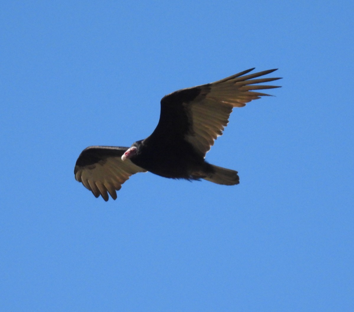 Turkey Vulture - ML642819045