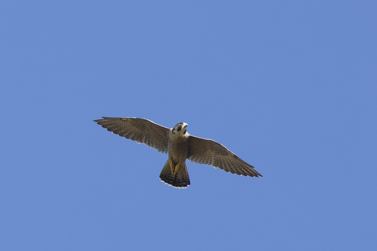 遊隼 - ML642819054