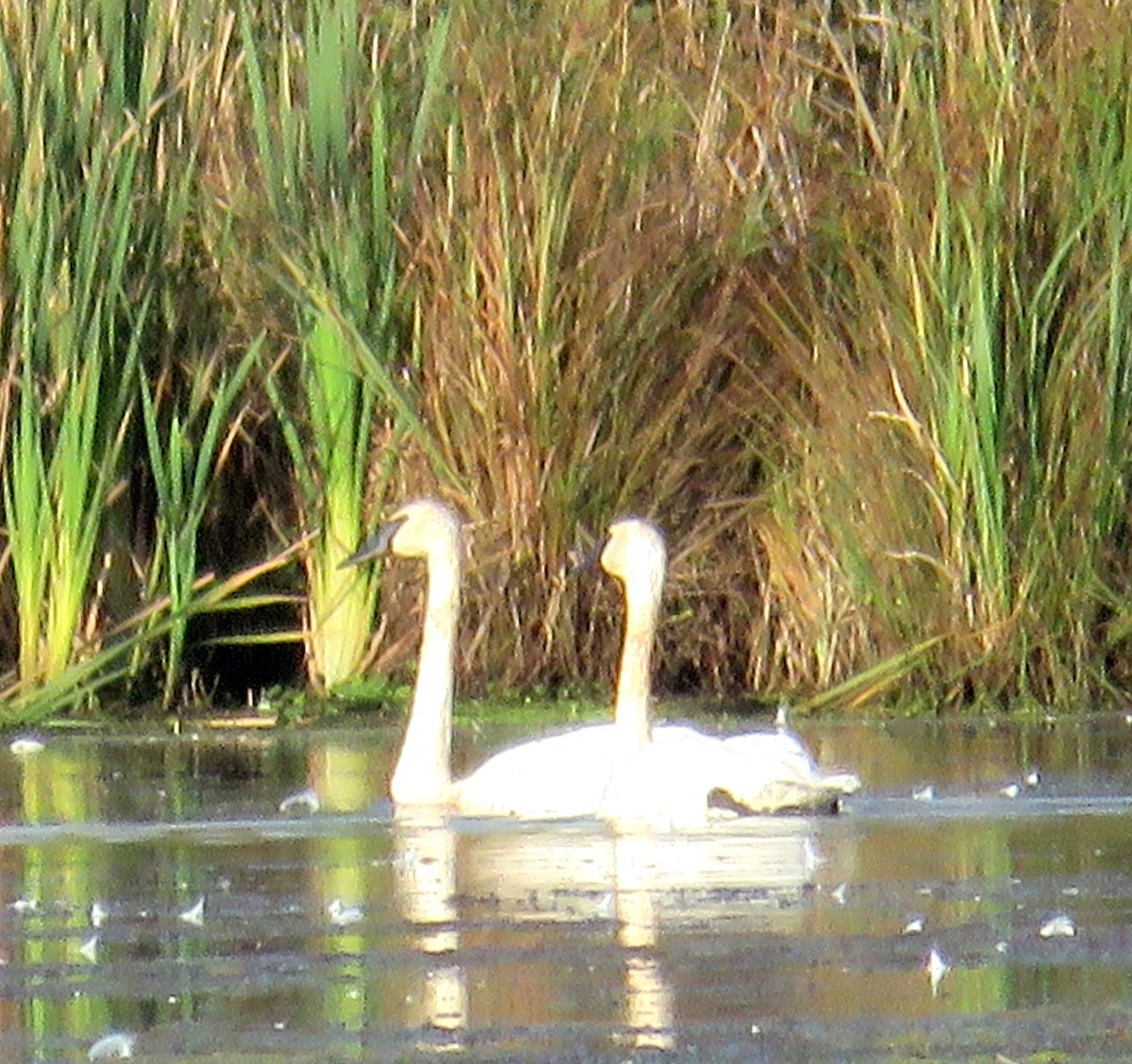 Trumpeter Swan - ML642819057