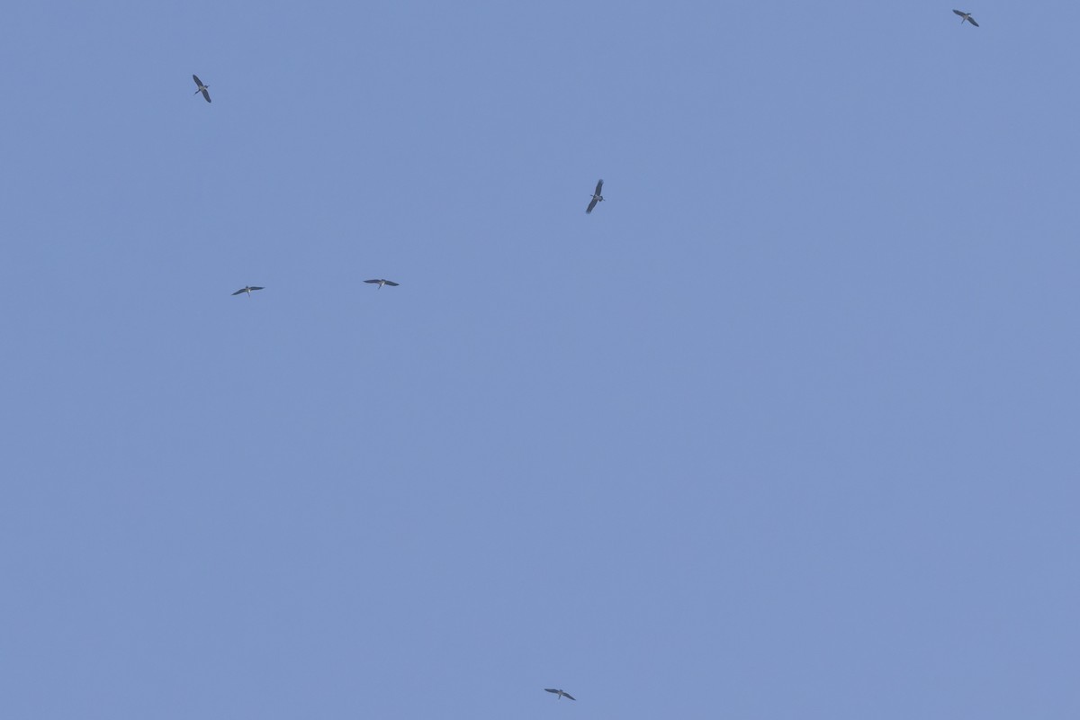 Хар өрөвтас - ML642819060