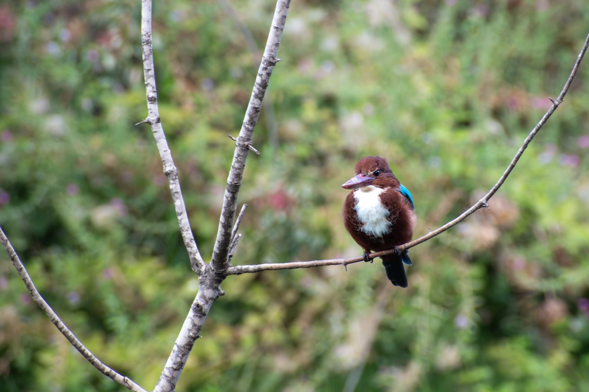 White-throated Kingfisher - ML642819063