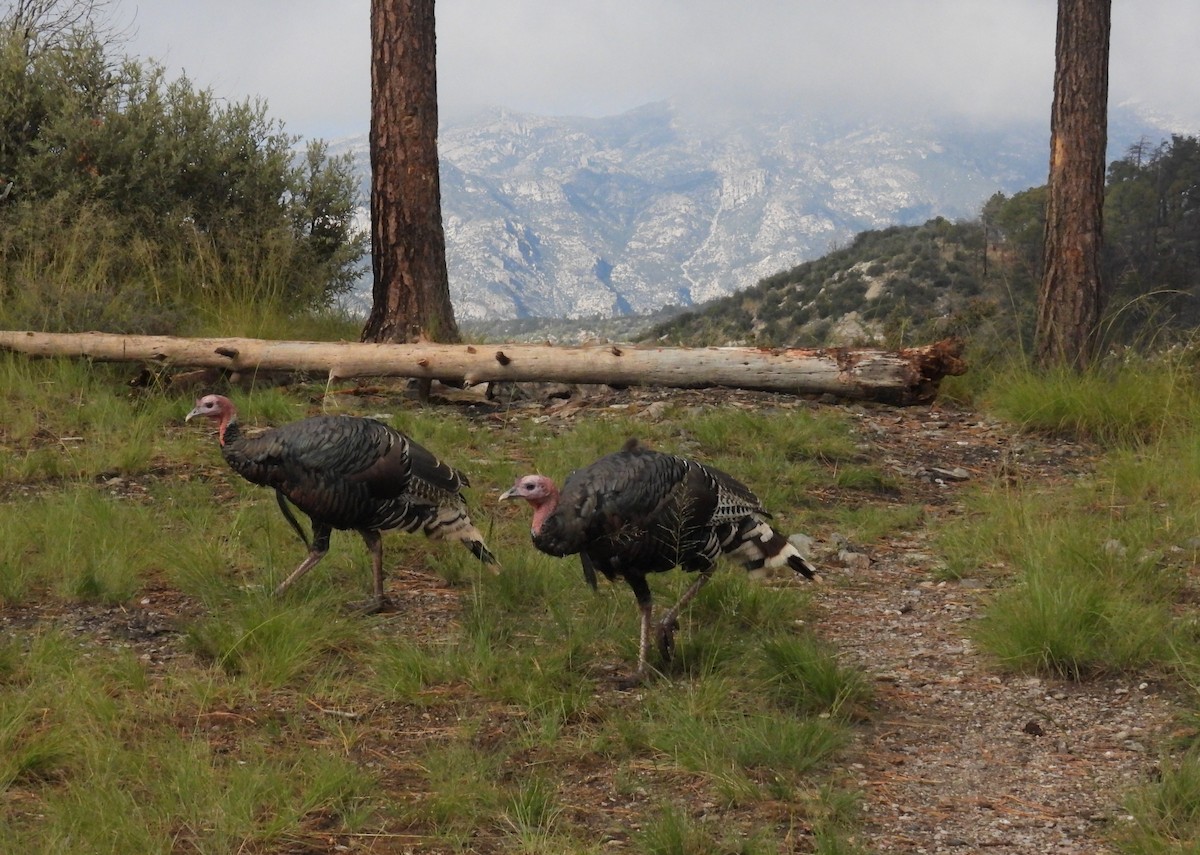 Wild Turkey - ML642819068