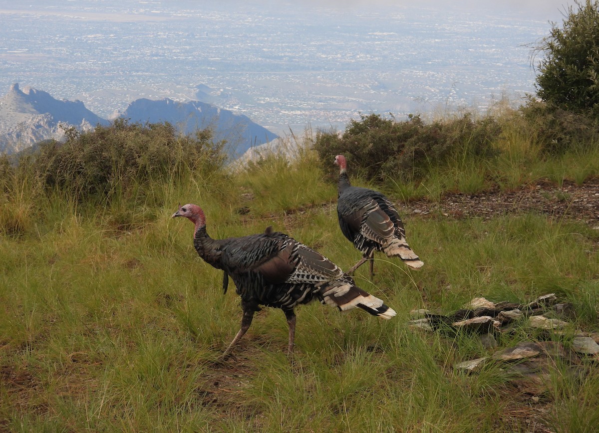 Wild Turkey - ML642819072
