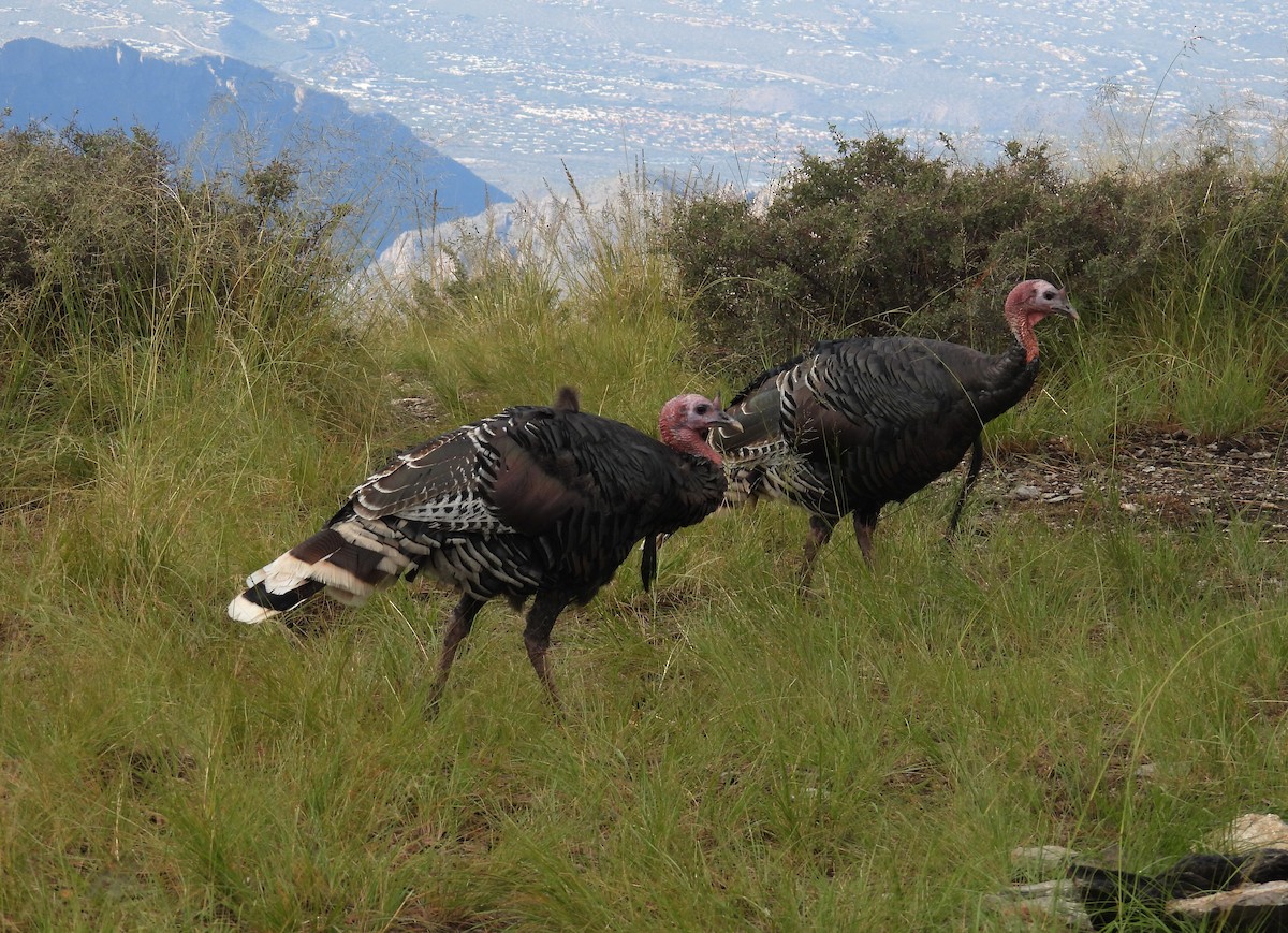 Wild Turkey - ML642819073