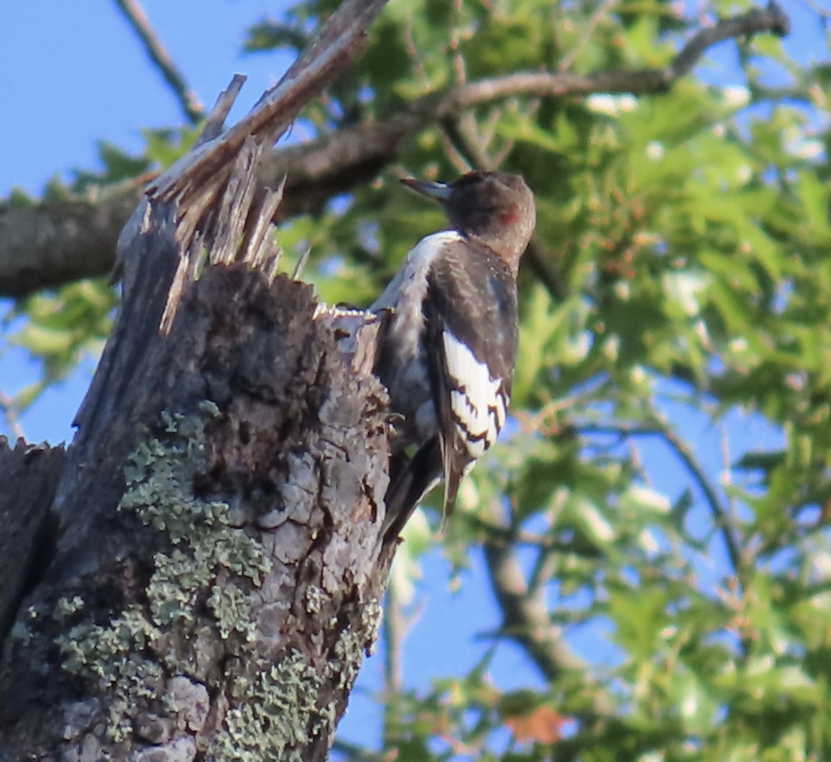 Red-headed Woodpecker - ML642819080