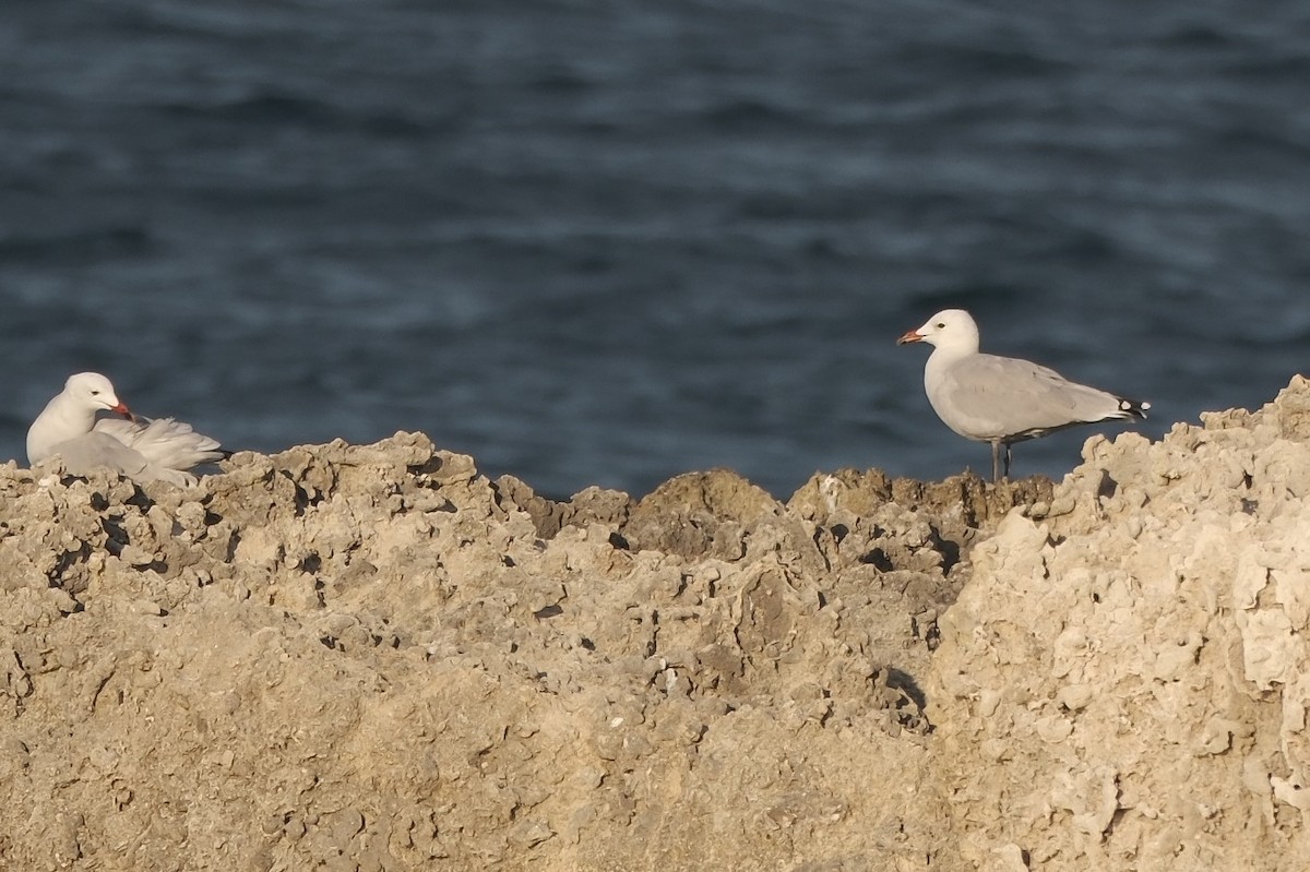 Audouin's Gull - ML642819083