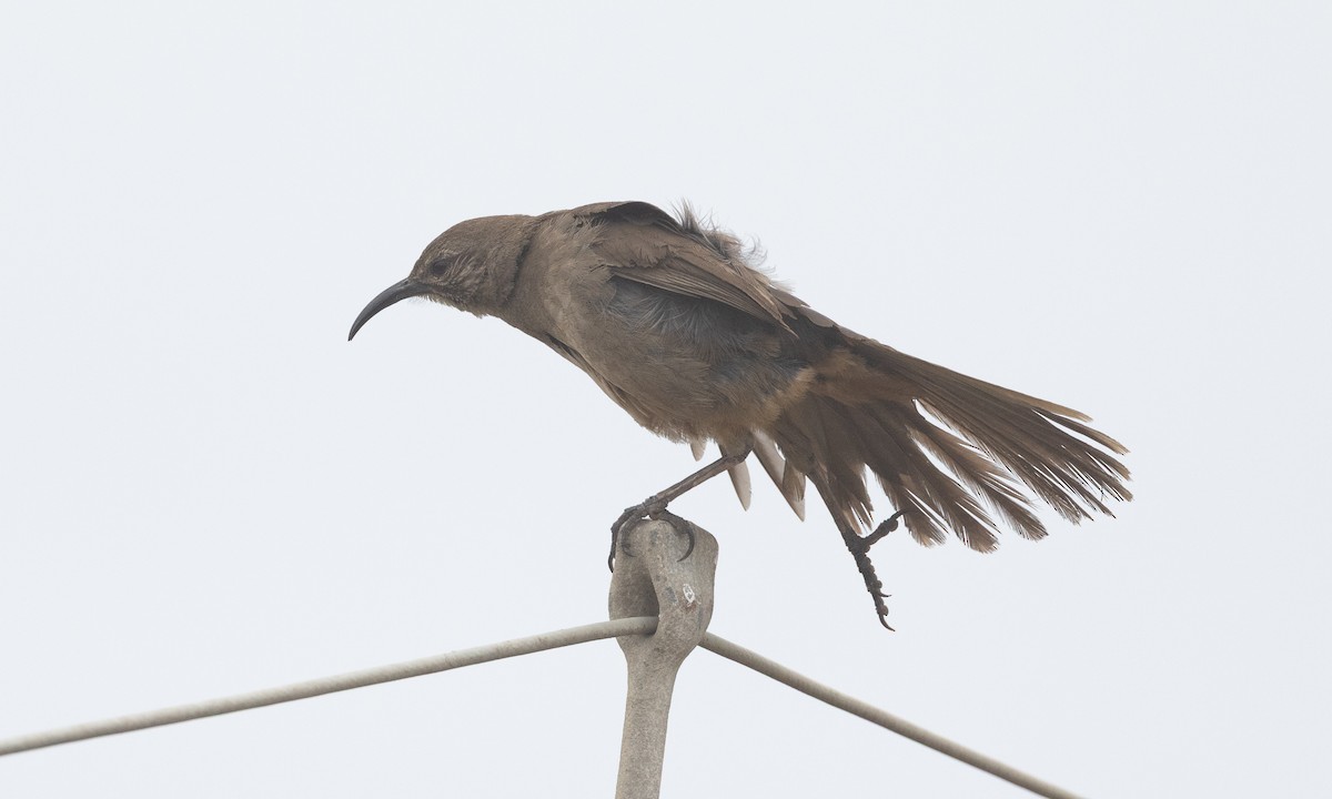 California Thrasher - ML642819084