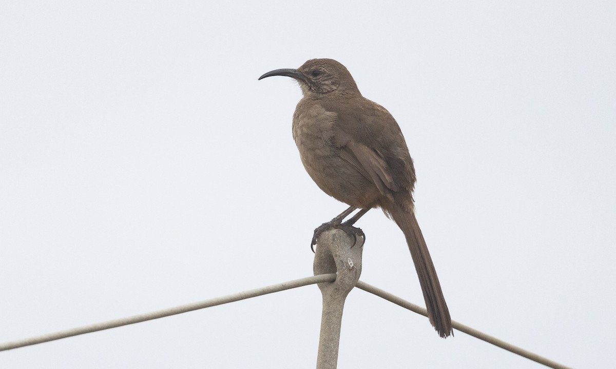 California Thrasher - ML642819085